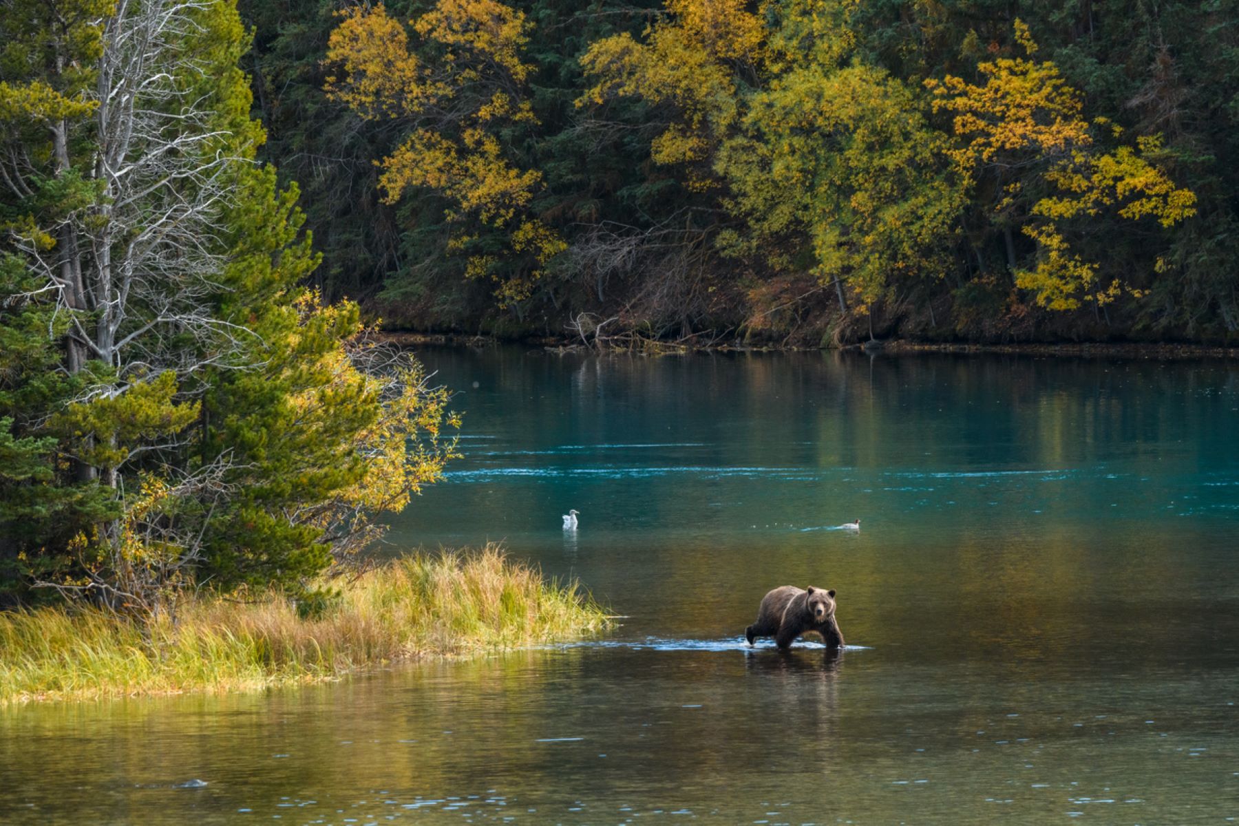 North to Alaska Top Wildlife Viewing Destinations Travel Alaska